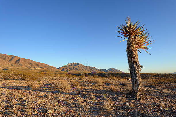 A mature yucca plant in a desert scene at sunset.