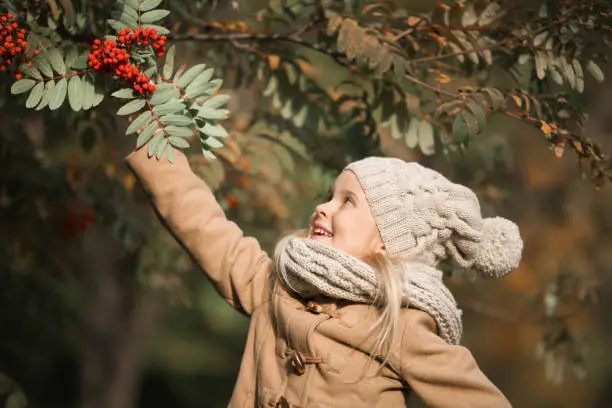 Cute little girl raising her hand up to a branch of rowan tree with red berries. Pretty blond girl wearing beige coat, knitted cap  and scarf has fun in autumn park on a sunny day, close-up.