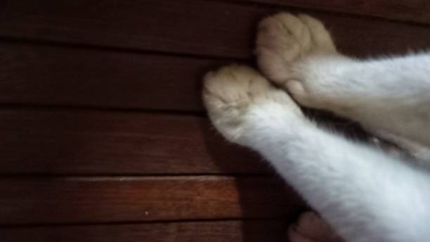 istock Close-up of a Cropped Cat 1349363245