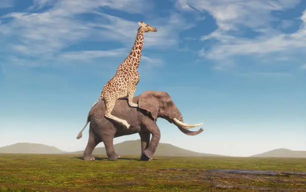 Photo of Giraffe riding an elephant on field. Friendship and cooperation concept.