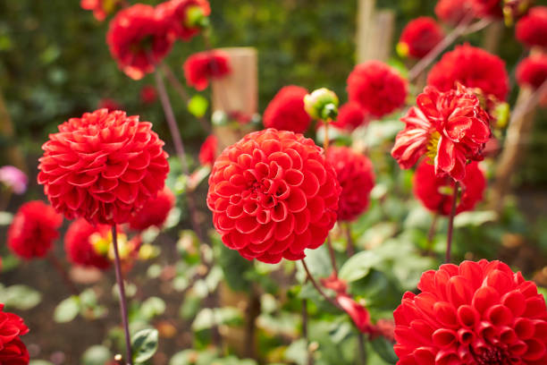 nahaufnahme von roten und weißen asteraceae dahlien "wikinger pompon" blüten in der blüte. herbstpflanzen. - daisy family close up cut flowers cut out stock-fotos und bilder