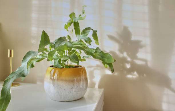 istock PHLEBODIUM AUREUM (BLUE STAR FERN) in yellow pot. Room plants 1349364367