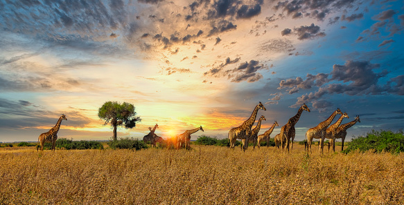 herd of giraffes walking in the plains of northern Botswana