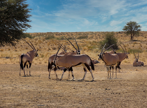 herd of male oryx in the African sanannah in Botswana