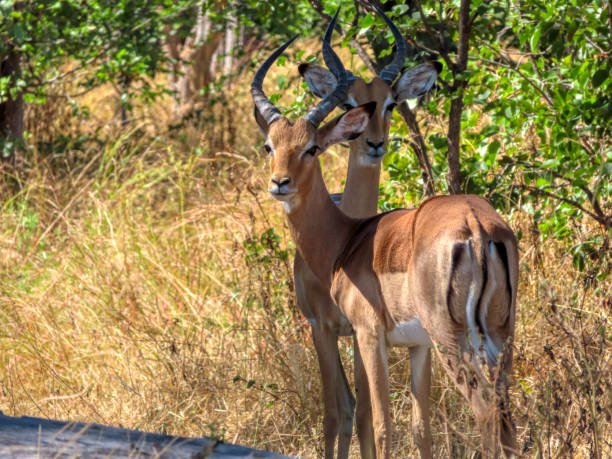 istock two impala antelopes in the bush 1349365308