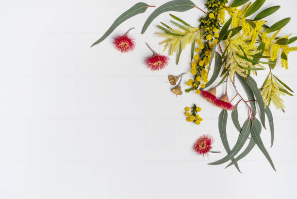 Australian native eucalyptus leaves and flowering red gun nuts plus wattles acacia leaves and yellow flowers. Australian native eucalyptus leaves and flowering red gun nuts plus wattles acacia leaves and yellow flowers, photographed from above on a rustic white background. australian wildflower stock pictures, royalty-free photos & images