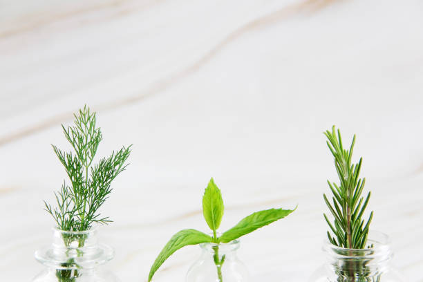 istock branches of green dill, rosemary and mint 1349366150