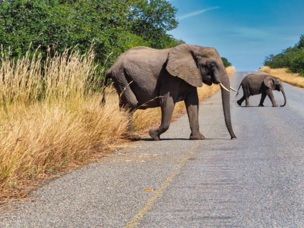 mother elephant and baby crossing the highway in northern Botswana in Kasane