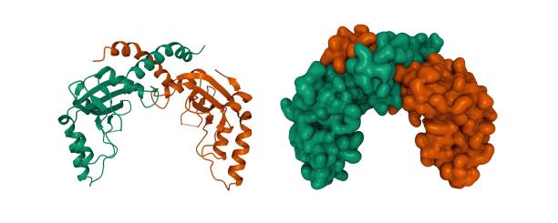 Restriction Enzymes Stock Photos, Pictures & Royalty-Free Images - iStock Restriction Enzymes Stock Photos, Pictures & Royalty-Free Images - iStock