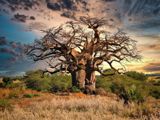 giant baobab tree in the African bush at sunset