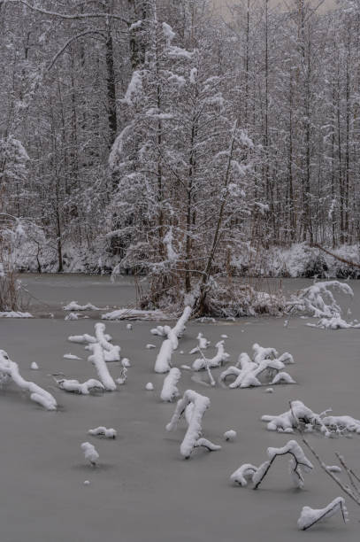 istock Tree branches frozen in ice and covered with fresh snow 1349368081