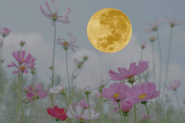 istock Full moon on the sky with cosmos flowers. 1349368110