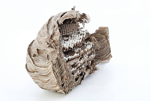 Wasps in a nest