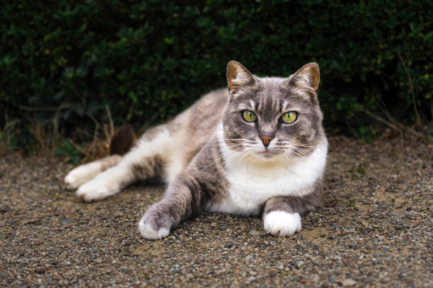 istock Furry grey and white cat in dark area 1349371829