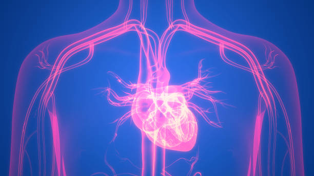 istock Human Circulatory System Heart Anatomy 1349373730