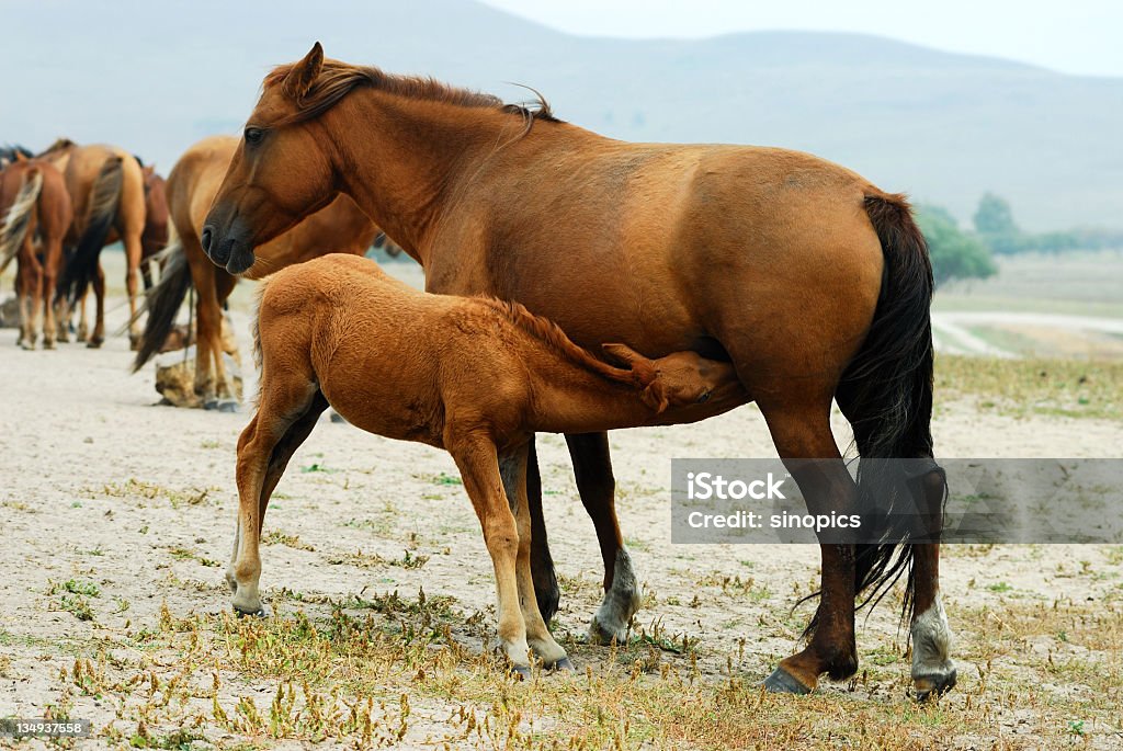 mare y su bebé - Foto de stock de Acedera común libre de derechos