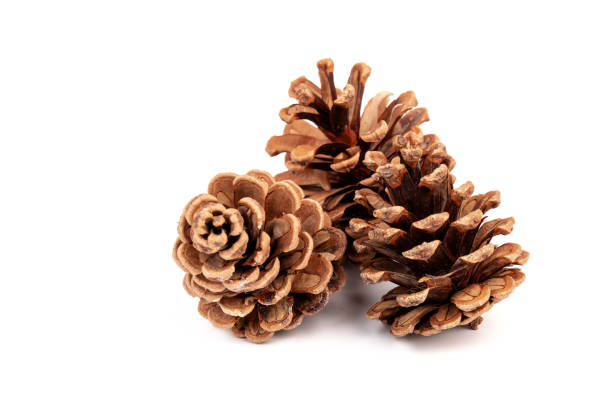 istock Pine cones isolated on a white background, photography 1349376252