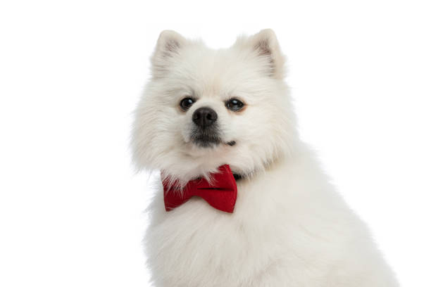 istock elegant pomeranian dog wearing a red bowtie 1349376425