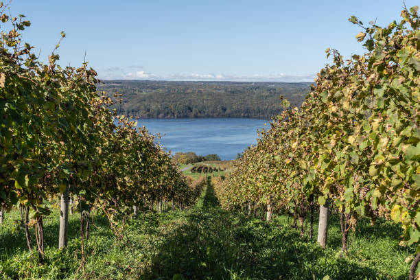 Rows of Grapevines Leading to Seneca Lake Autumn landscape of Seneca Lake and vineyard in the heart of the Finger Lakes Wine Country, New York finger lakes stock pictures, royalty-free photos & images