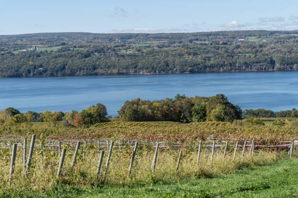 Rows of Grapevines at Finger Lakes Vineyard Autumn landscape of Seneca Lake and vineyard in the heart of the Finger Lakes Wine Country, New York lake seneca stock pictures, royalty-free photos & images