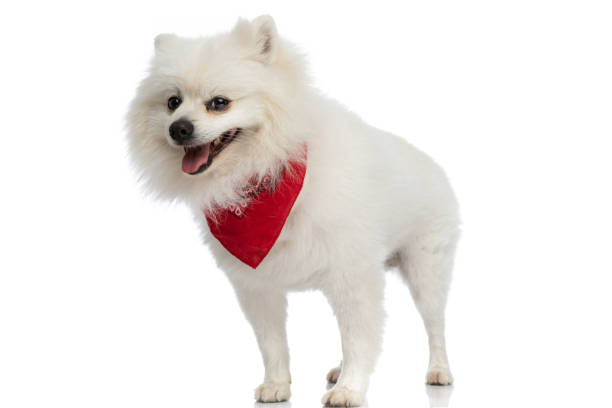 istock adorable pomeranian dog panting, feeling happy 1349376843