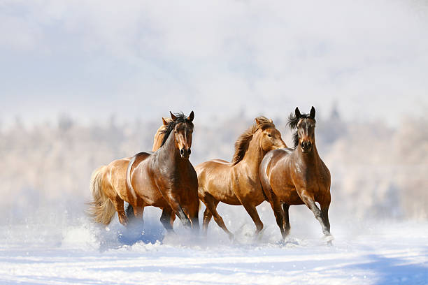 말이었습니다 실행 - non urban scene animals in the wild horse mammal 뉴스 사진 이미지