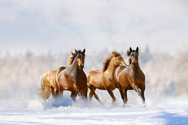 horses run herd of horses in a winter animals in the wild stock pictures, royalty-free photos & images