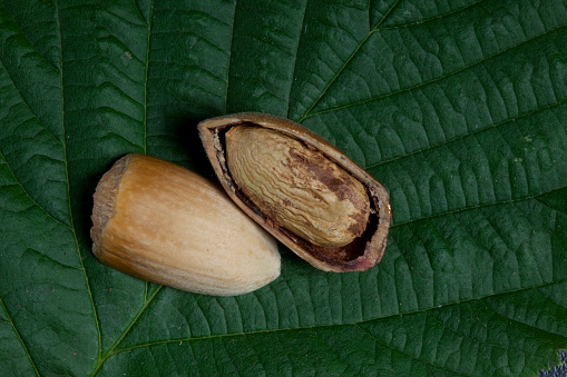Turkish hazelnut in shell and shell less (peeled) hazelnut together isolated on green leaf background. Harvest, organic agriculture, vegetarian snack, healthy food backgrounds. Horizontal, top view.