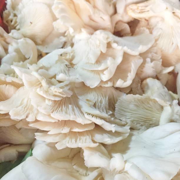 istock Pile of Oyster Mushroom. 1349378867