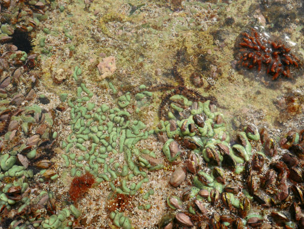 istock Background of chromatically rich algae, rocks, marine vegetation and seashells. 1349379559