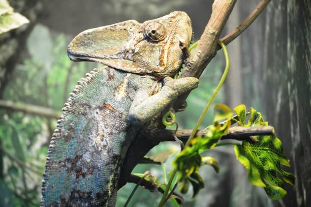 caméléon assis sur une branche - yemen chameleon photos et images de collection