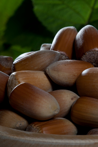 Close-up of shelled Turkish hazelnuts in wooden bowl, green leaves in background. Harvest, organic farming, nuts and healthy foods. Empty copy space for text message, vertical.