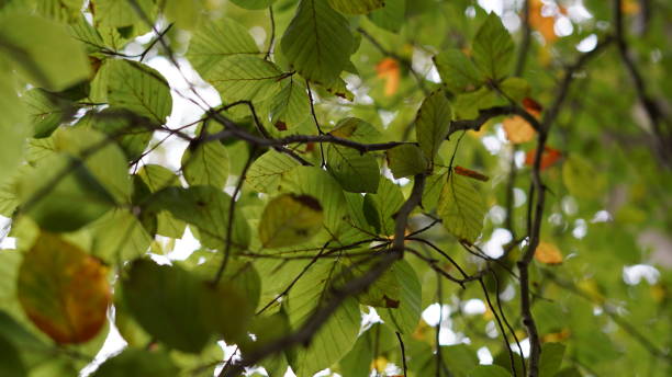 istock Autumn leaves in the forest 1349380702