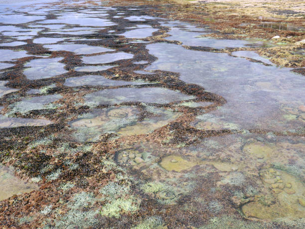 istock Background of chromatically rich algae, rocks, marine vegetation and seashells. 1349380810