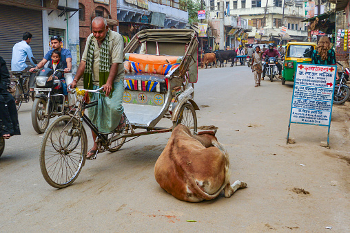 Bhopal, Madhya Pradesh, India - March 2019: Two goats walk with a man in the traffic on the streets of a  market.