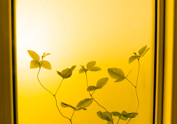 Abstract Backgrounds, Leaf, Green Color, Environmental Conservation
