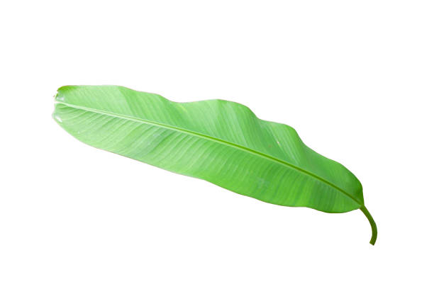 istock Banana leaf isolated on white background included clipping path. 1349383034