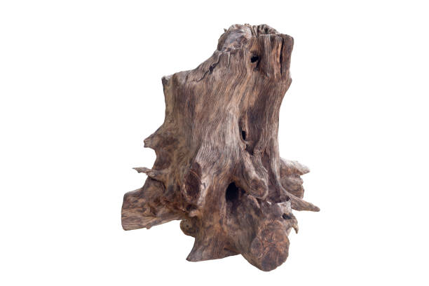 istock Dead tree stump isolated on white background  included clipping path. 1349383037