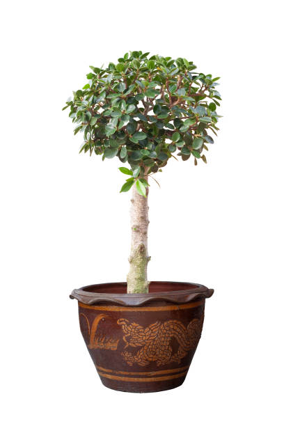 ficus microcarpa in vaso isolato su sfondo bianco incluso percorso di ritaglio. - ginseng bonsai tree fig tree banyan tree foto e immagini stock