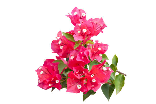 istock Pink Bougainvillea flower isolated on white background. 1349383174