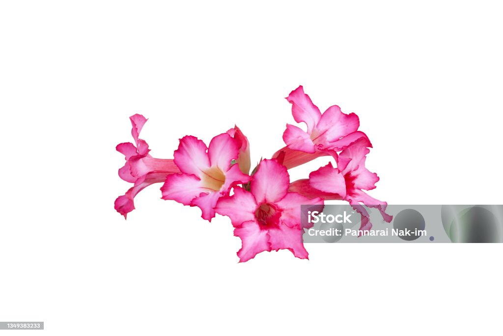 Fresh pink desert rose, mock azalea, pinkbignonia or impala lily flowers bloom isolated on white background included clipping path. Azalea Stock Photo
