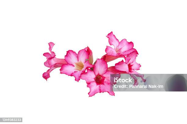 Fresh Pink Desert Rose Mock Azalea Pinkbignonia Or Impala Lily Flowers Bloom Isolated On White Background Included Clipping Path Stock Photo - Download Image Now