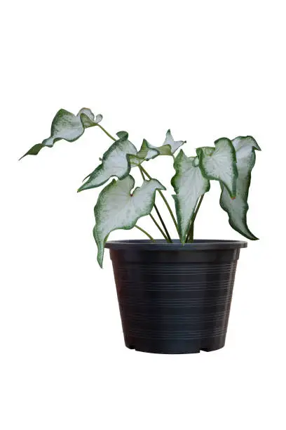 White of Angel-Wings, Elephant-Ear or Caladium Bicolor Candinum  is queen of the leafy plants growing in black plastic pot isolated on white background included clipping path.