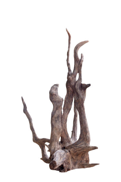 istock Dead driftwood tree stump isolated on white background  included clipping path. 1349384001