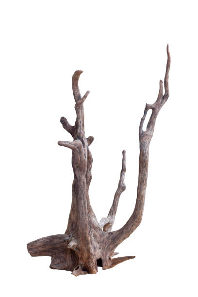 istock Dead driftwood tree stump isolated on white background  included clipping path. 1349384002