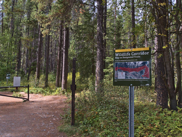 Information sign along hiking path of Grassi Lakes Trail near Canmore in the Canadian Rocky Mountains informing about the wildlife corridor in the area. stock photo