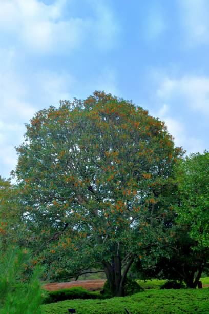 istock Osmanthus fragrans / Fragrant olive / Sweet tea Flower 1349387925
