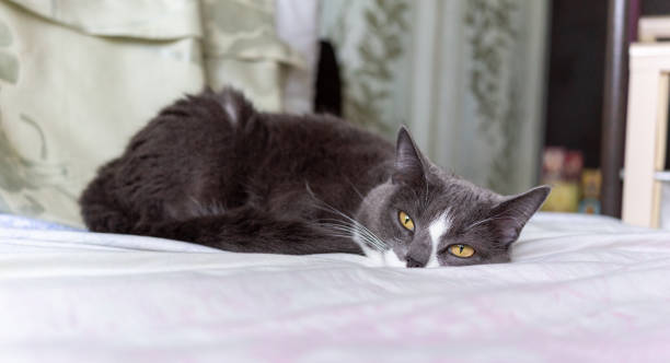 istock gray cat lies on the bed and looks somewhere 1349388729