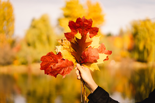 Girl holding a bouquet of multicolored autumn leaves in her hands. Autumn mood. Autumn concept. Autumn leaves.