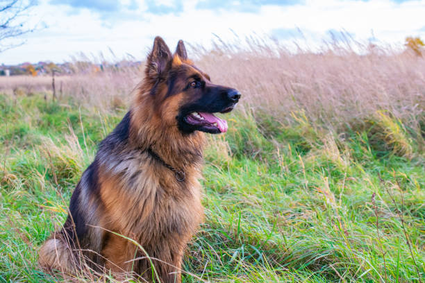 istock young german shepherd dog in nature 1349389610